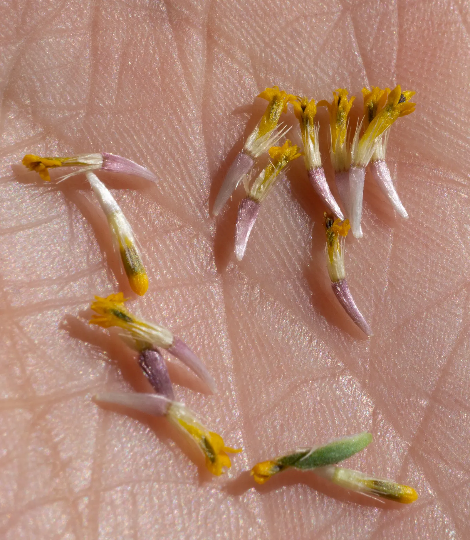 Tidytips (Layia Platyglossa) — Growing to a modest height of 12 to 18 inches; tidytips require a full sun position with well-drained soil, image 74