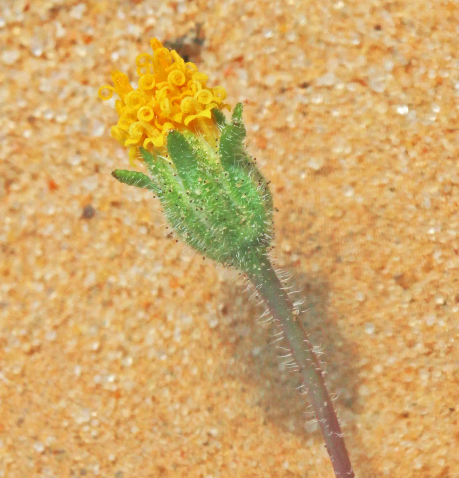Tidytips (Layia Platyglossa) — When designing with Tidytips; it reaches up to 12 inches in height and spreads approximately 12 inches wide