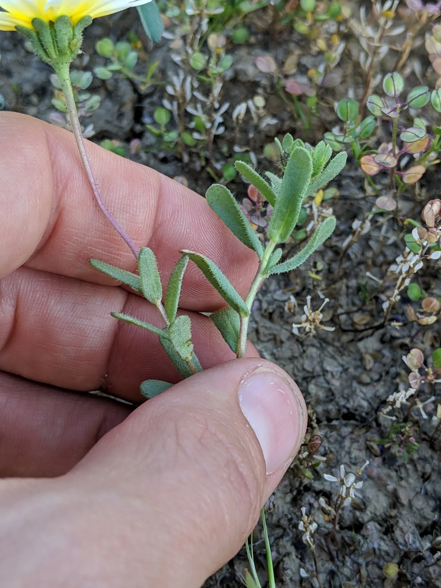 Tidytips (Layia Platyglossa) — annual for full; and their ability to self-seed may provide delightful natural regeneration year after year