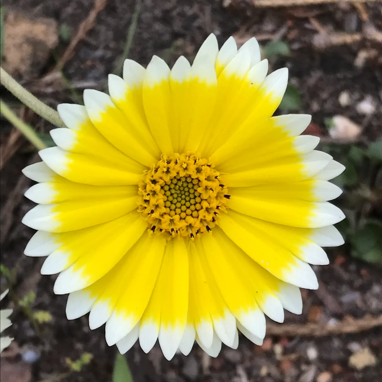Tidytips (Layia Platyglossa) — Thriving in full sun, it requires well-drained soil and is drought-tolerant once established