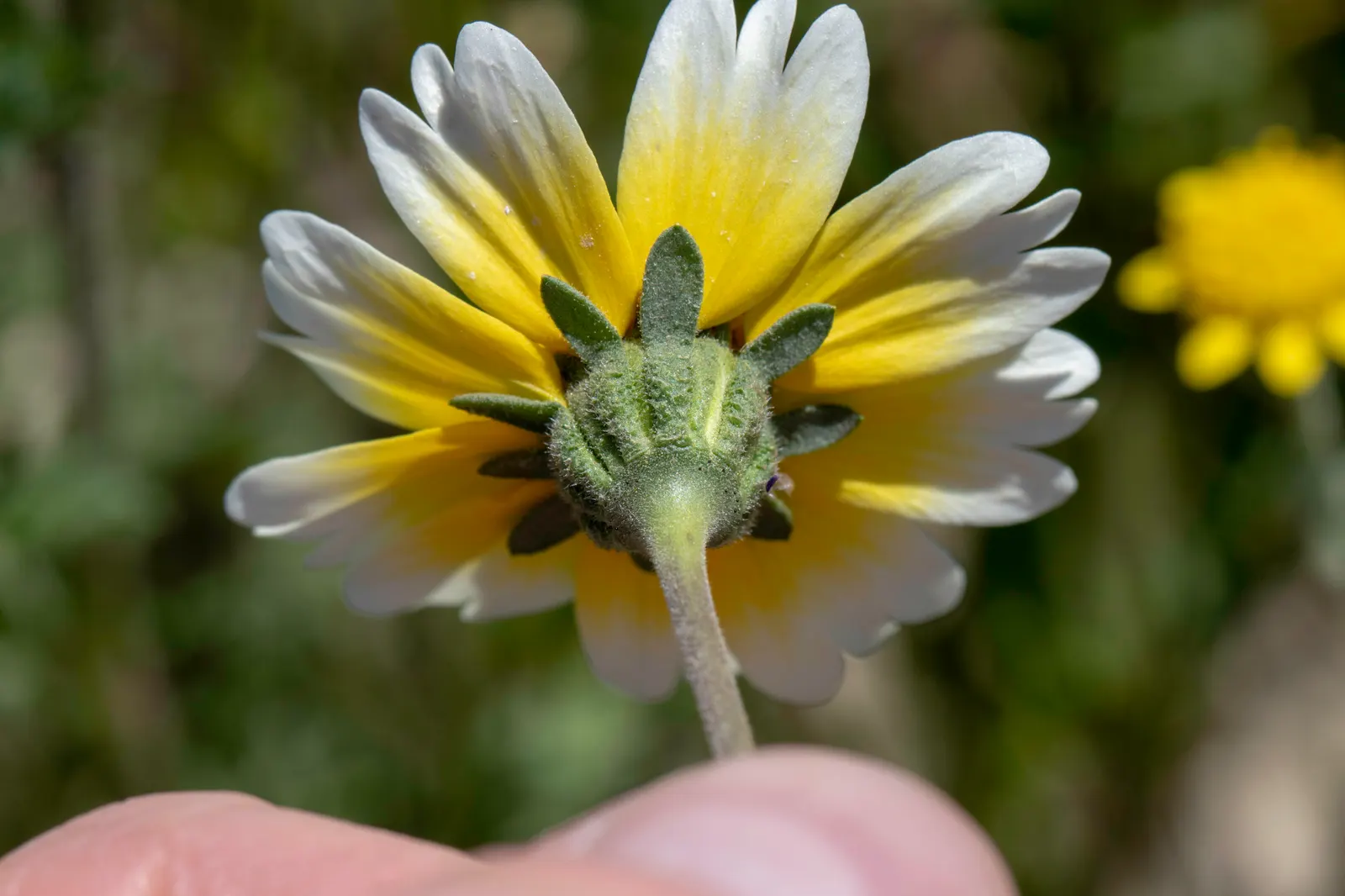 Tidytips (Layia Platyglossa) — showcasing bright yellow daisy-like flowers with distinct white tips