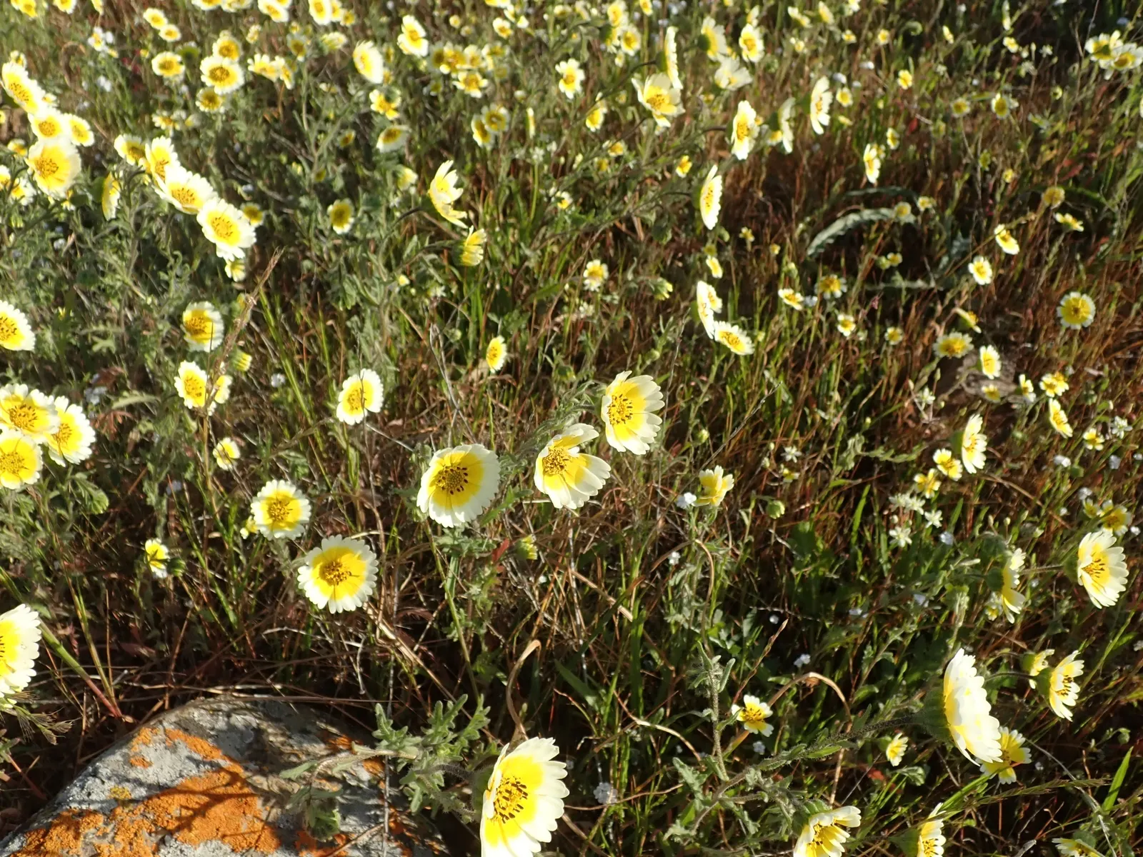 Tidytips (Layia Platyglossa) — When designing with Tidytips; it reaches up to 12 inches in height and spreads approximately 12 inches wide, image 85