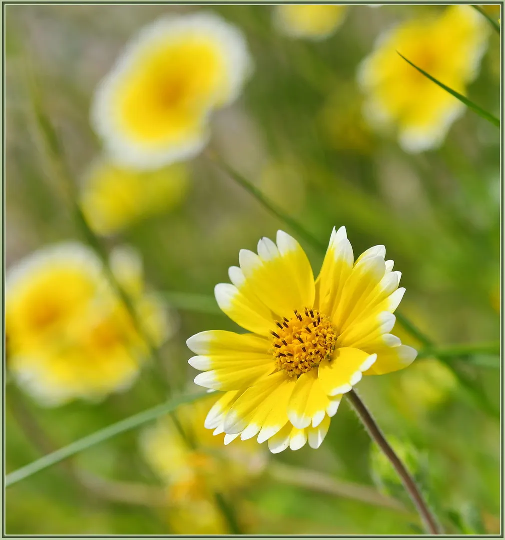 Tidytips (Layia Platyglossa) — Tidytips adds a burst of color and attracts pollinators; scientifically referred to as Layia platyglossa