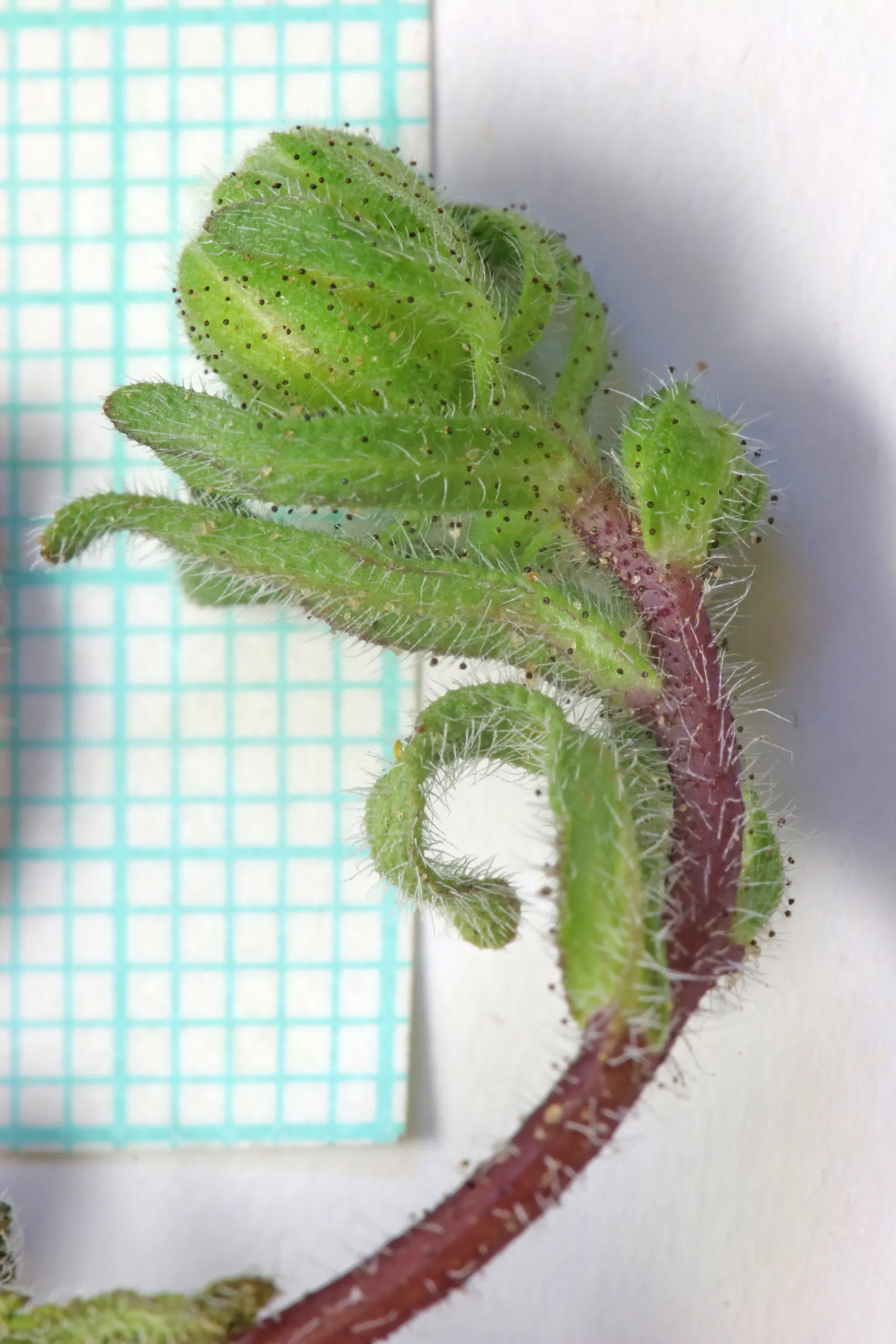 Tidytips (Layia Platyglossa) — annual for full