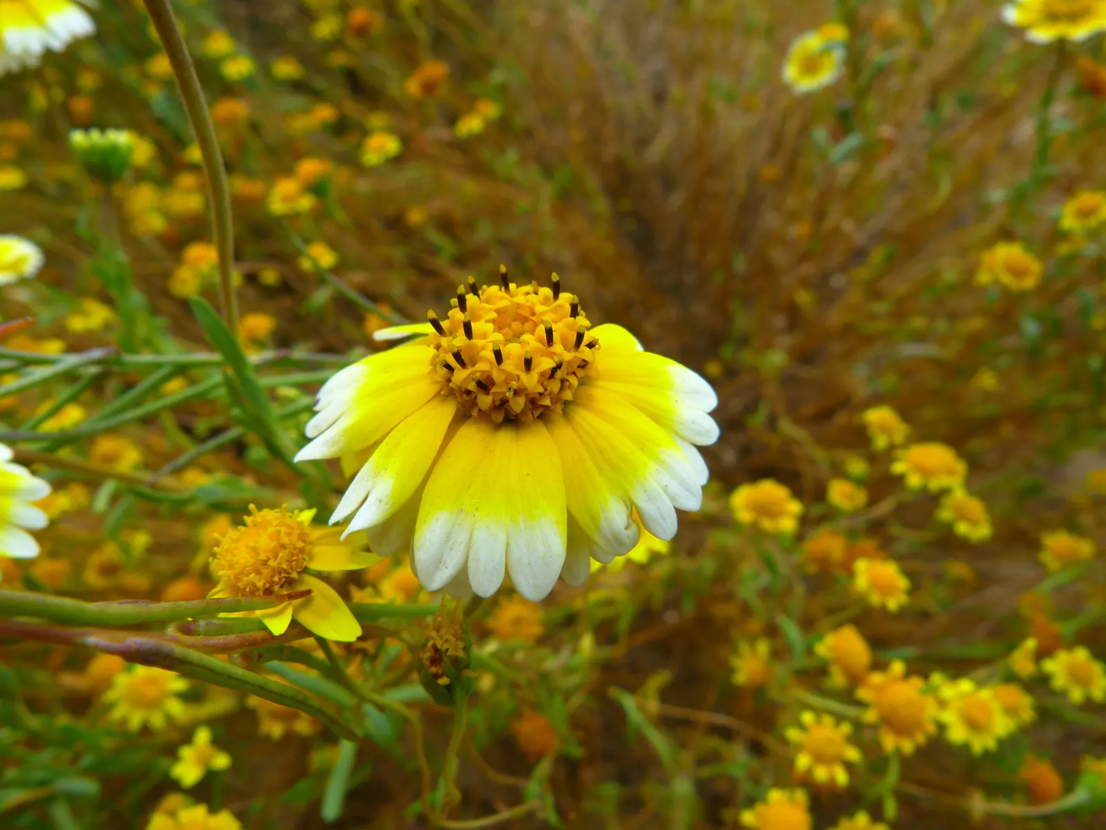 Tidytips (Layia Platyglossa) — They are also drought-resistant once established, making them a wise choice for water-wise landscapes; tidytips can, image 84