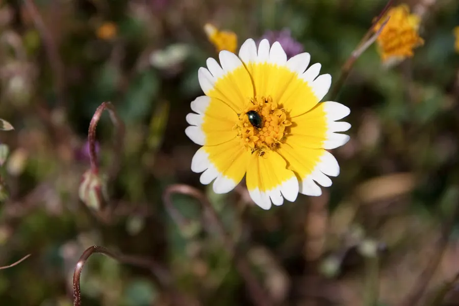 Tidytips (Layia Platyglossa) — yellow flowers in the garden; from informal wildflower meadows to more structured garden beds.<br><br>The foliage consists of