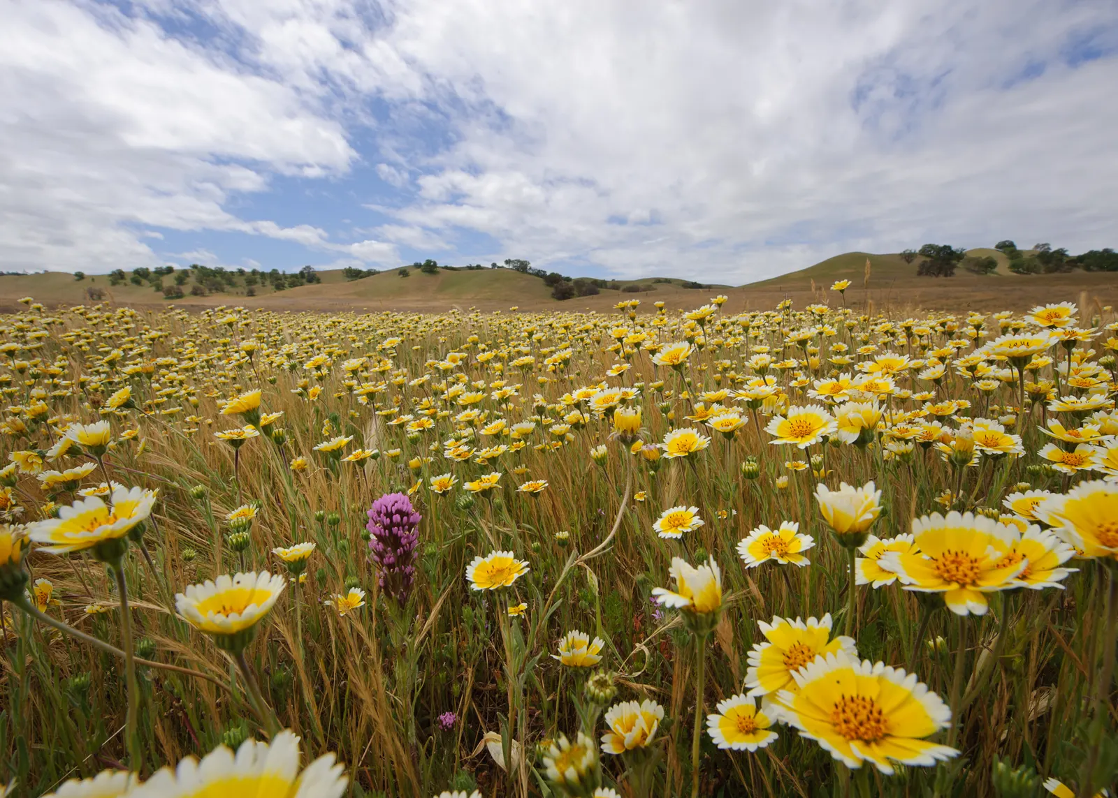 Tidytips (Layia Platyglossa) — from informal wildflower meadows to more structured garden beds.<br><br>The foliage consists of narrow; showcasing, image 76