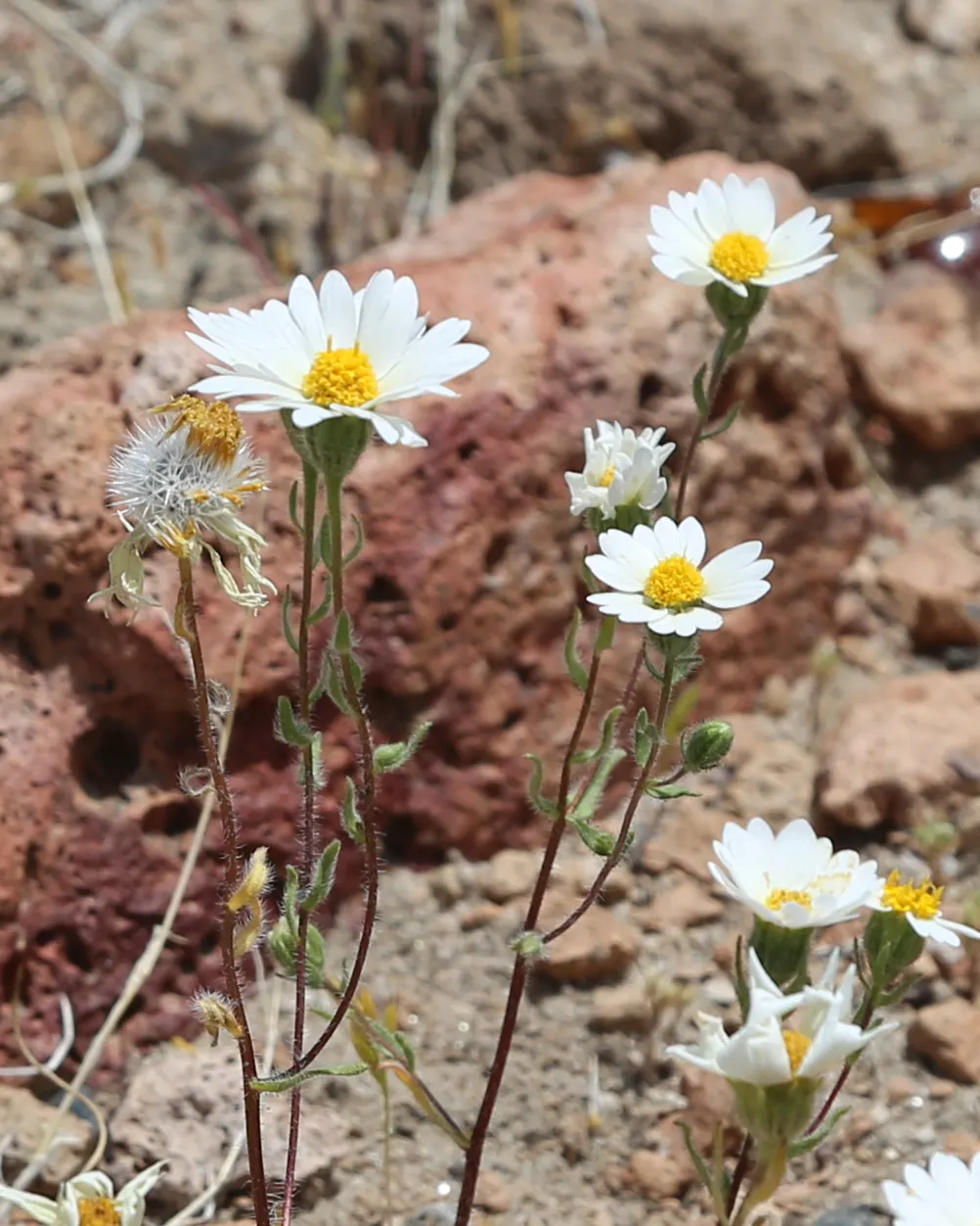 Tidytips (Layia Platyglossa) — consider their potential to attract pollinators such as bees and butterflies; offering both visual appeal and low-maintenance