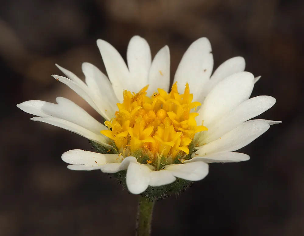 Tidytips (Layia Platyglossa) — Tidytips adds a burst of color and attracts pollinators; scientifically referred to as Layia platyglossa, image 99