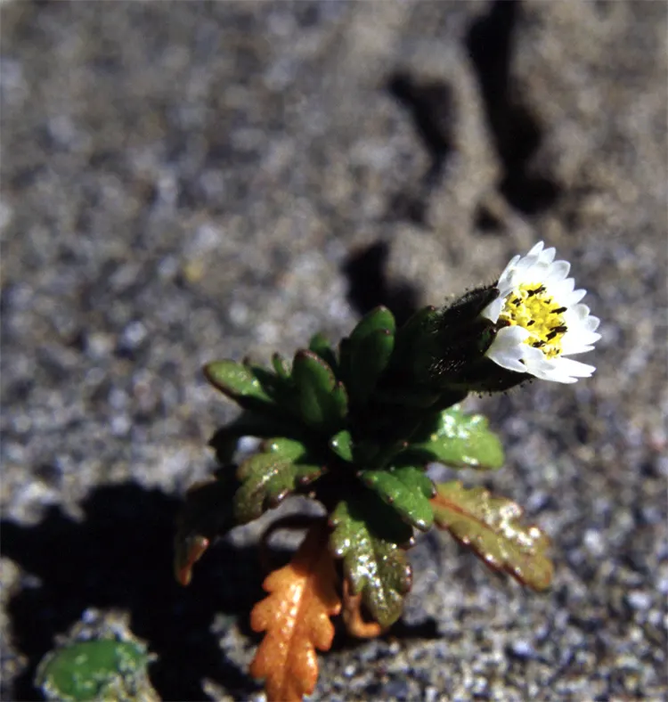 Tidytips (Layia Platyglossa) — thus enhancing the garden's ecosystem; typically with a bright yellow tip, image 87