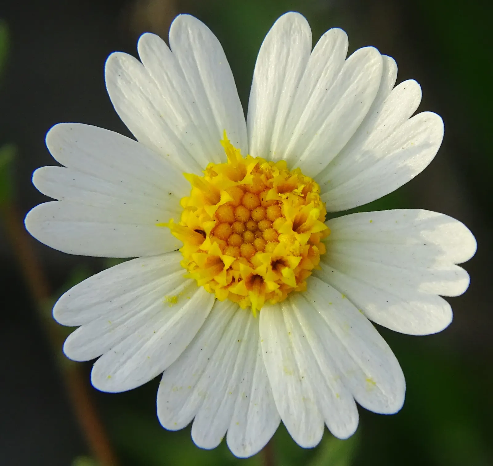 Tidytips (Layia Platyglossa) — Tidytips adds a burst of color and attracts pollinators