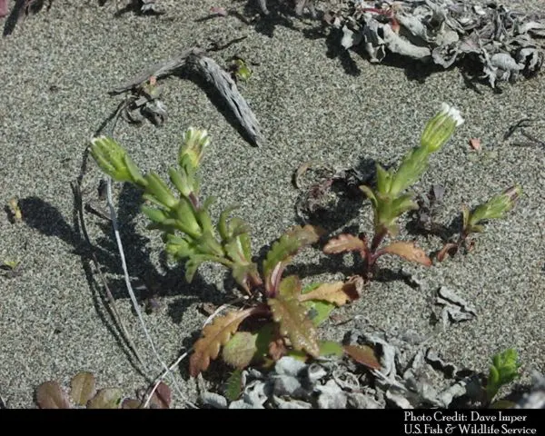 Tidytips (Layia Platyglossa) — making it a vibrant accent in wildflower gardens; while the main attraction is the daisy-like flower, image 69