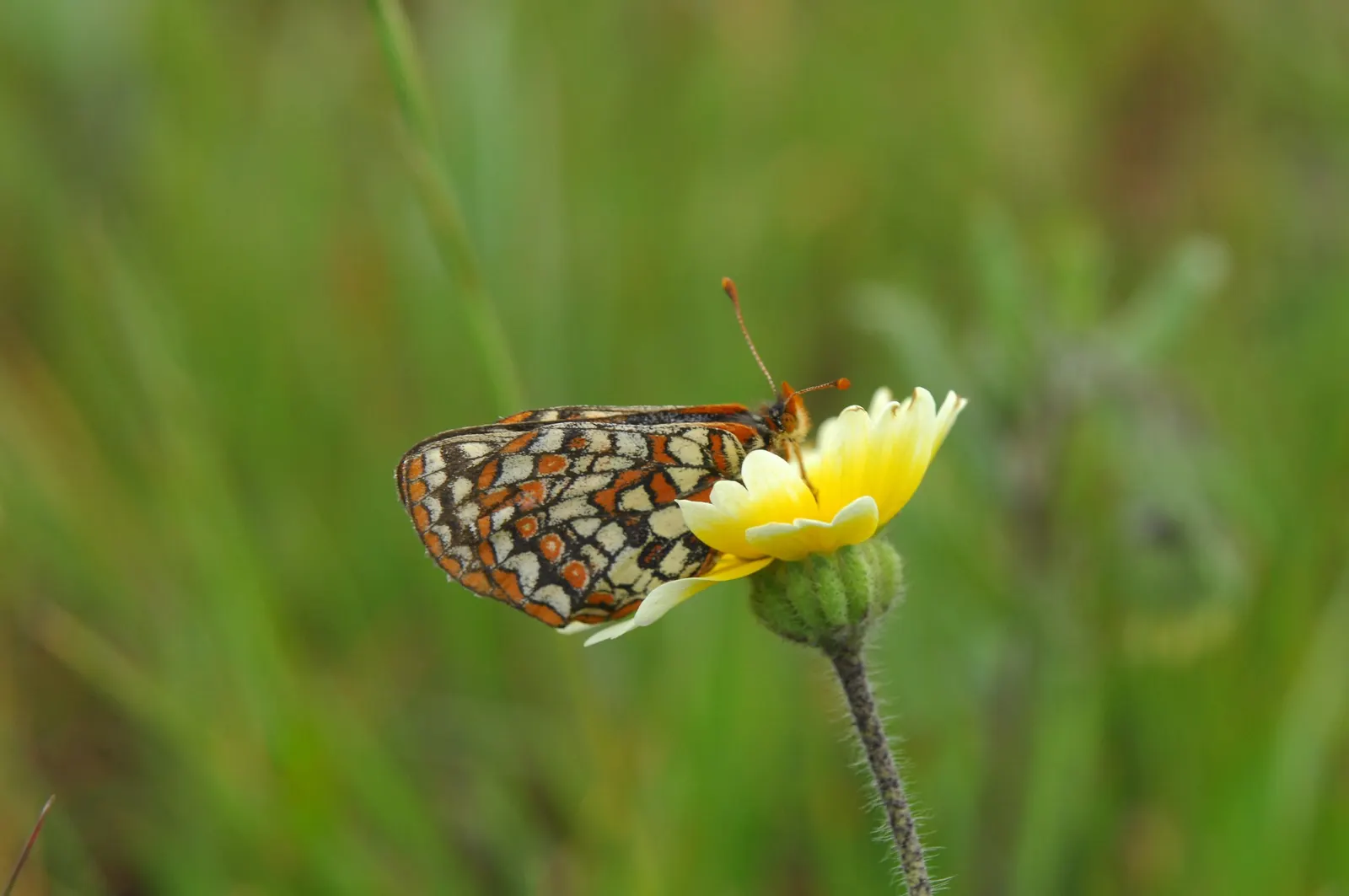 Tidytips (Layia Platyglossa) — Growing to a modest height of 12 to 18 inches