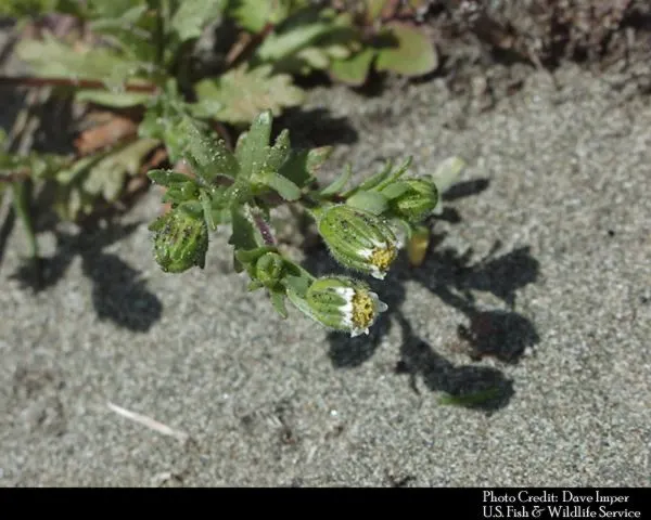 Tidytips (Layia Platyglossa) — Tidytips require a full sun position with well-drained soil; tidytips adds a burst of color and attracts pollinators, image 81