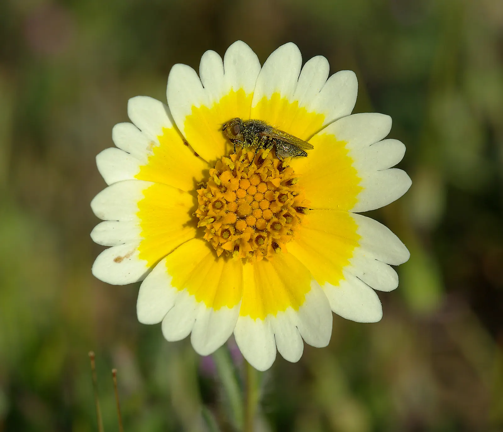 Tidytips (Layia Platyglossa) — including sandy and loamy conditions