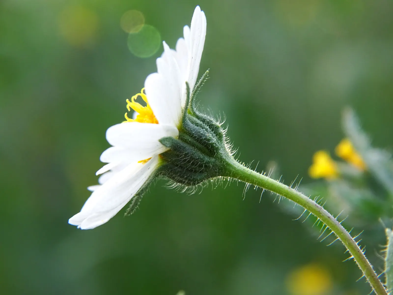 Tidytips (Layia Platyglossa) — Tidytips fit beautifully into a variety of landscape designs; pair them with other natives or drought-tolerant species for a
