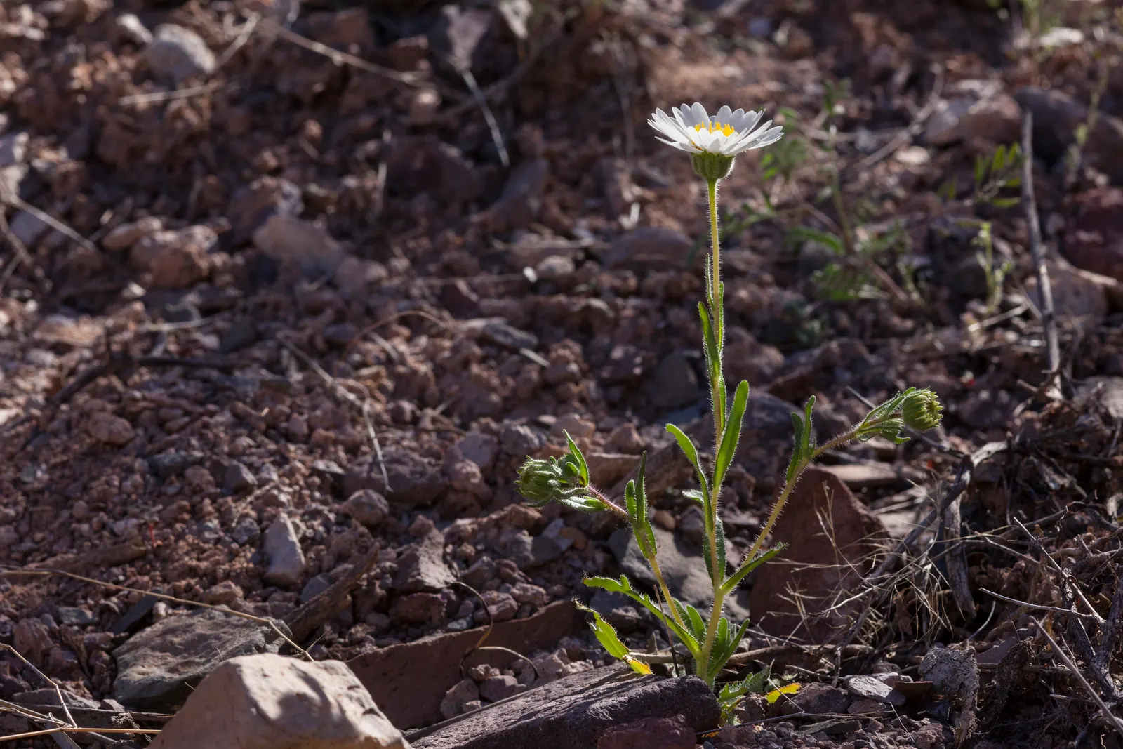 Tidytips (Layia Platyglossa) — making it a vibrant accent in wildflower gardens; while the main attraction is the daisy-like flower