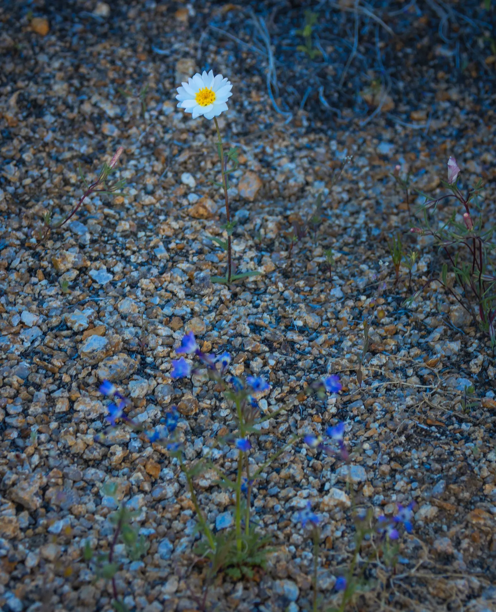 Tidytips (Layia Platyglossa) — Pair them with other natives or drought-tolerant species for a cohesive and sustainable design; consider their potential to
