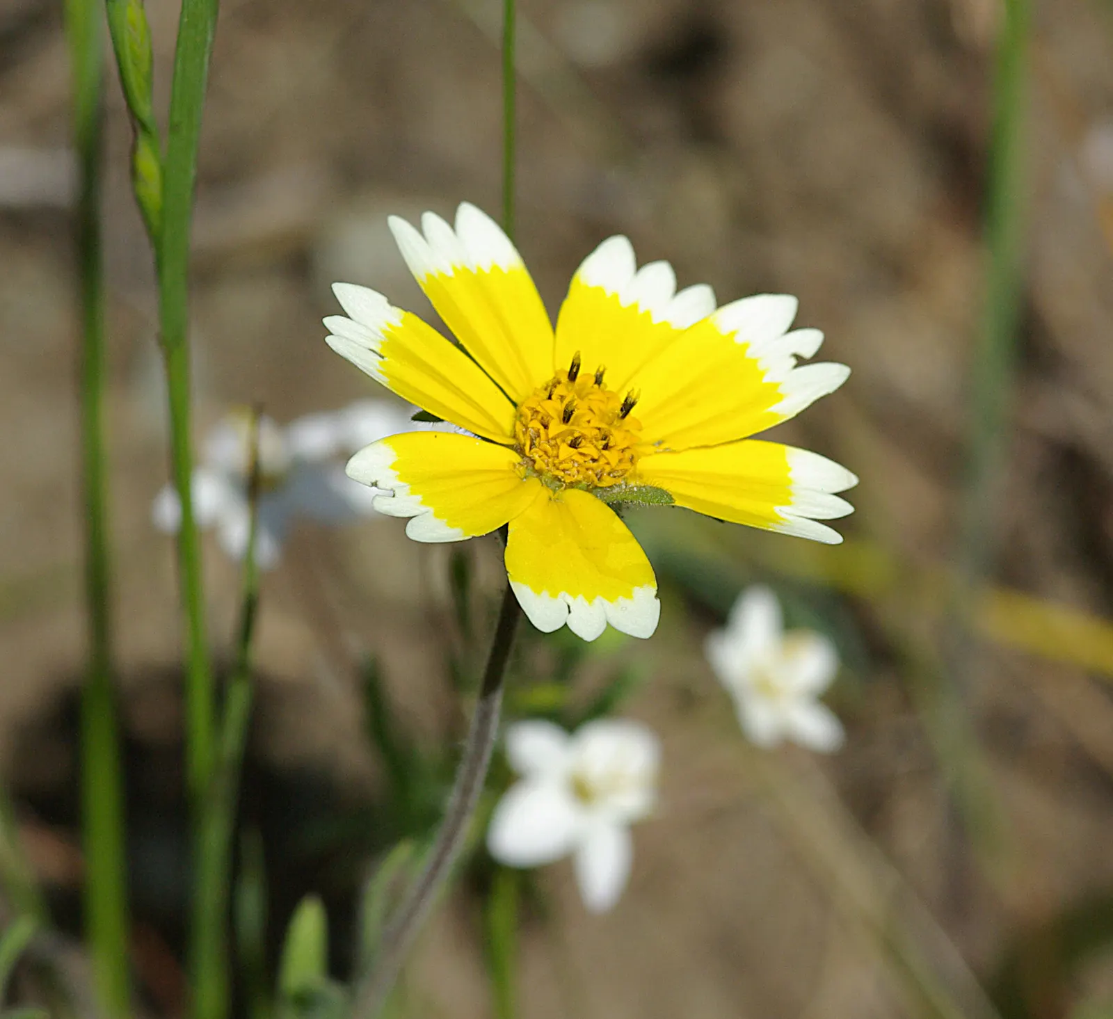 Tidytips (Layia Platyglossa) — though they are tolerant of various soil types; tidytips fit beautifully into a variety of landscape designs