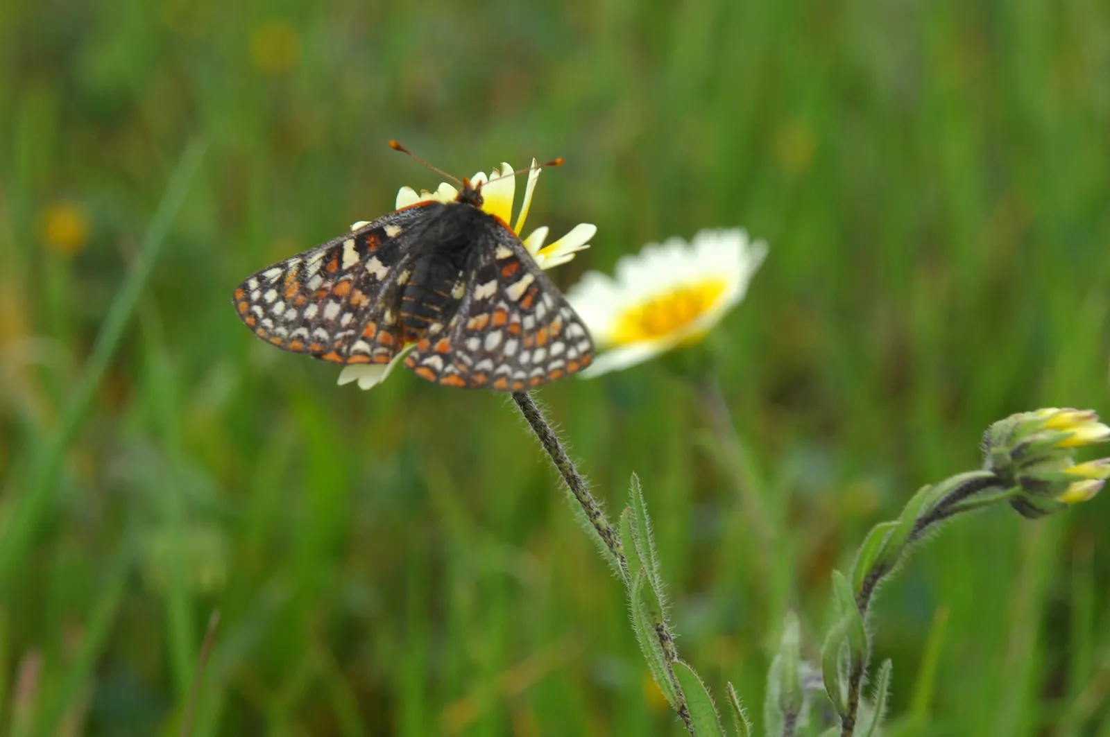 Tidytips (Layia Platyglossa) — making it a vibrant accent in wildflower gardens; while the main attraction is the daisy-like flower, image 100