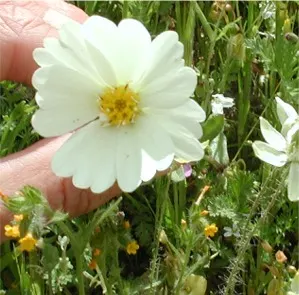 Tidytips (Layia Platyglossa) — showcasing bright yellow daisy-like flowers with distinct white tips; these annual wildflowers are characterized by, image 95