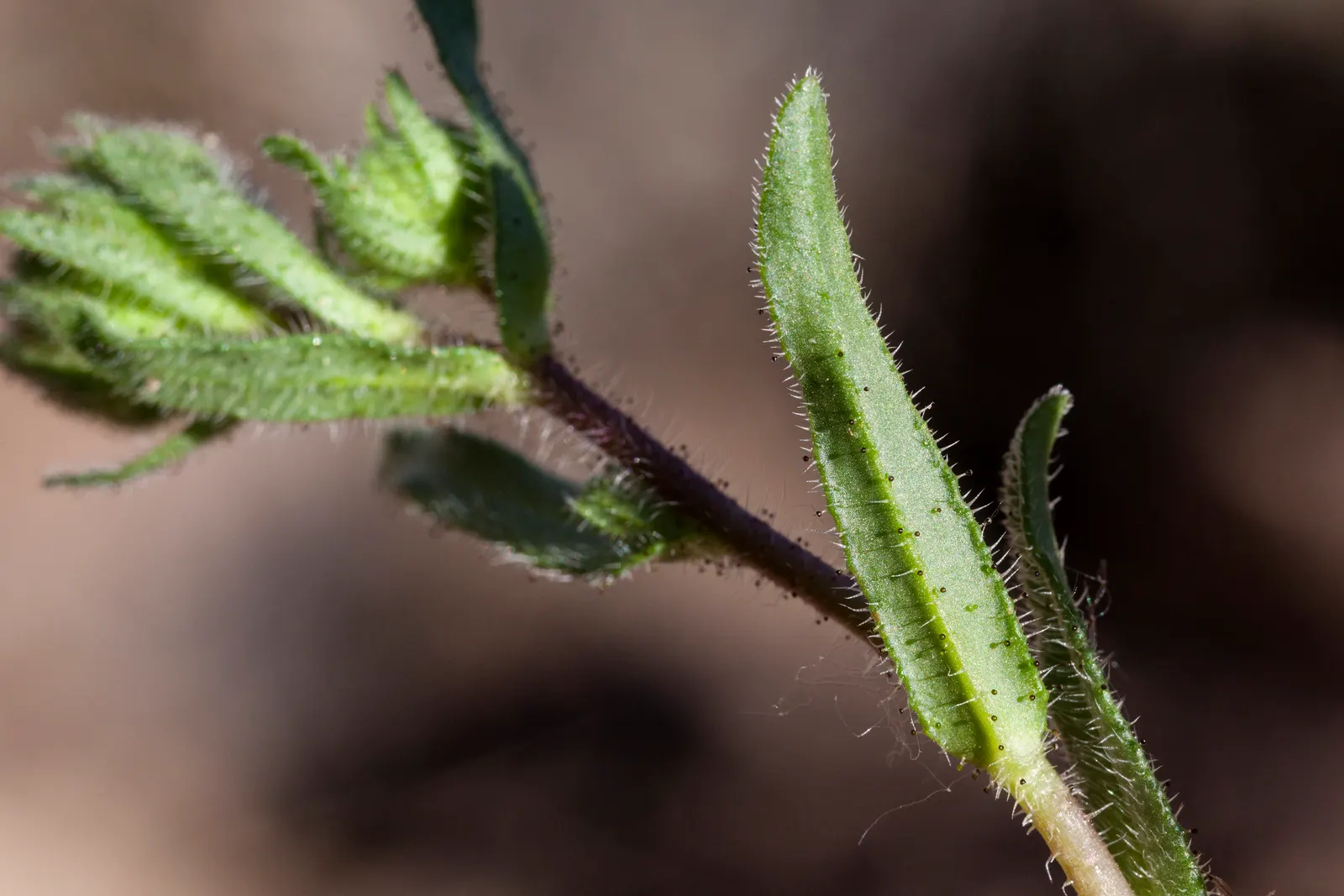 Tidytips (Layia Platyglossa) — consider their potential to attract pollinators such as bees and butterflies