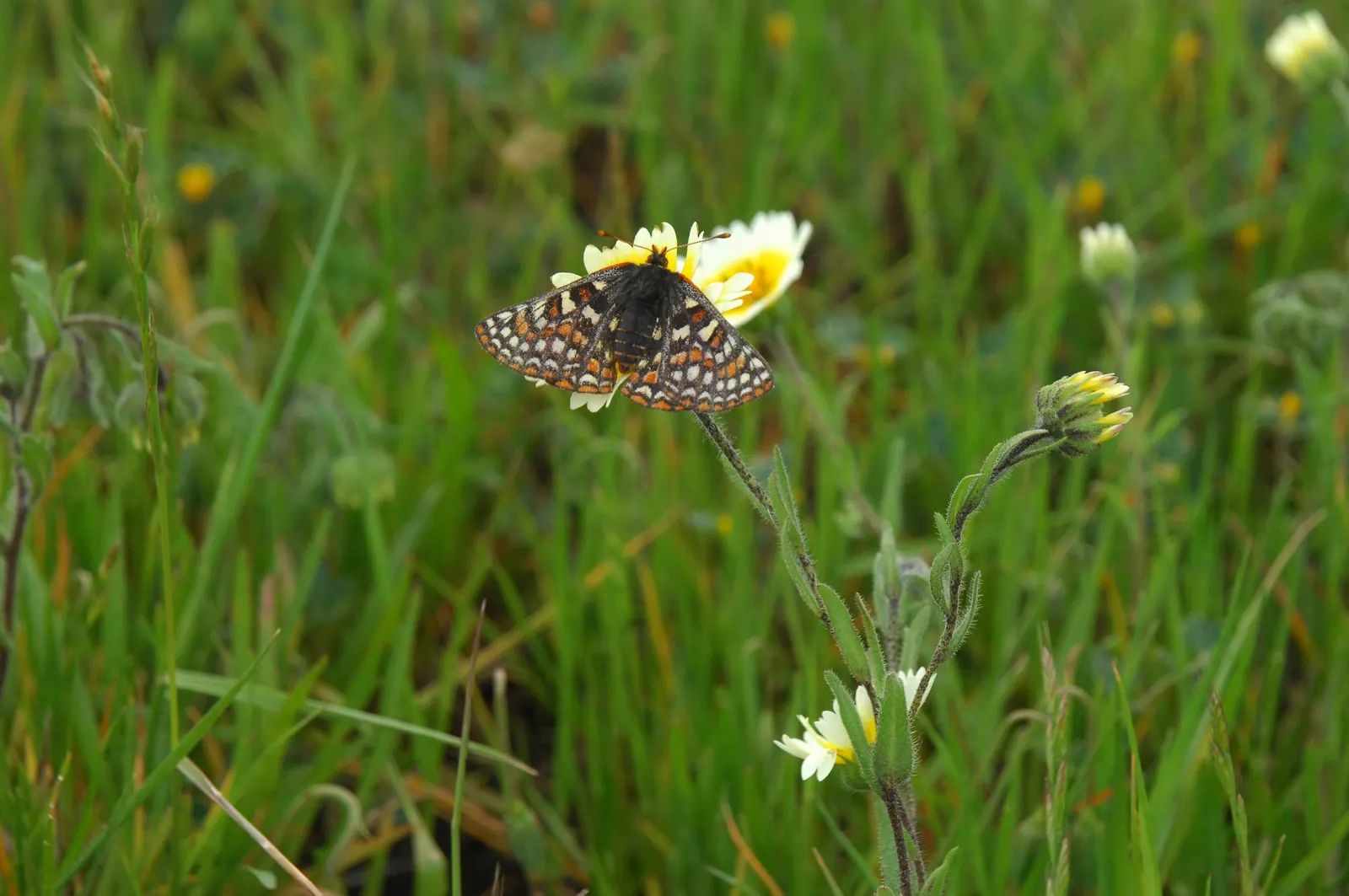 Tidytips (Layia Platyglossa) — offering both visual appeal and low-maintenance care; blooming from spring to early summer, image 72