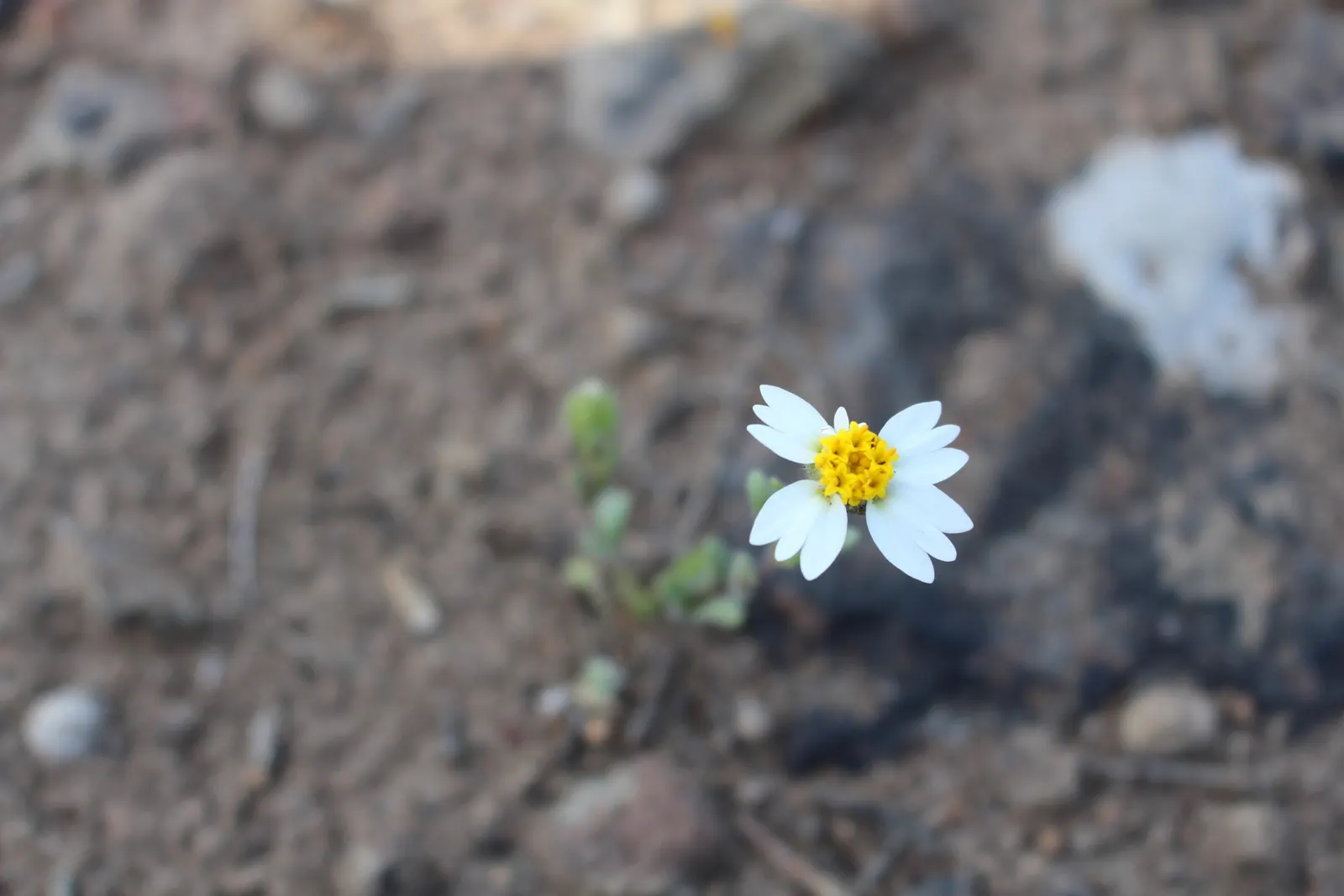 Tidytips (Layia Platyglossa) — and their ability to self-seed may provide delightful natural regeneration year after year