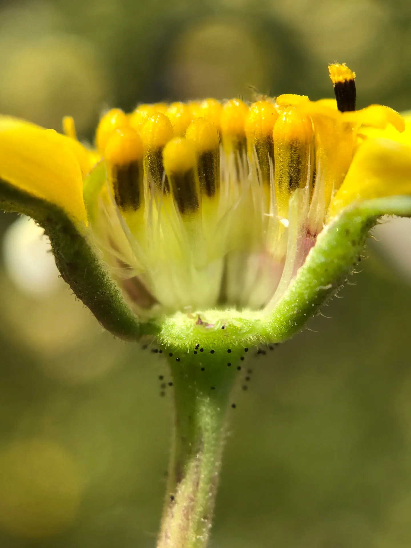 Tidytips (Layia Platyglossa) — scientifically referred to as Layia platyglossa; they are also drought-resistant once established, making them a, image 101
