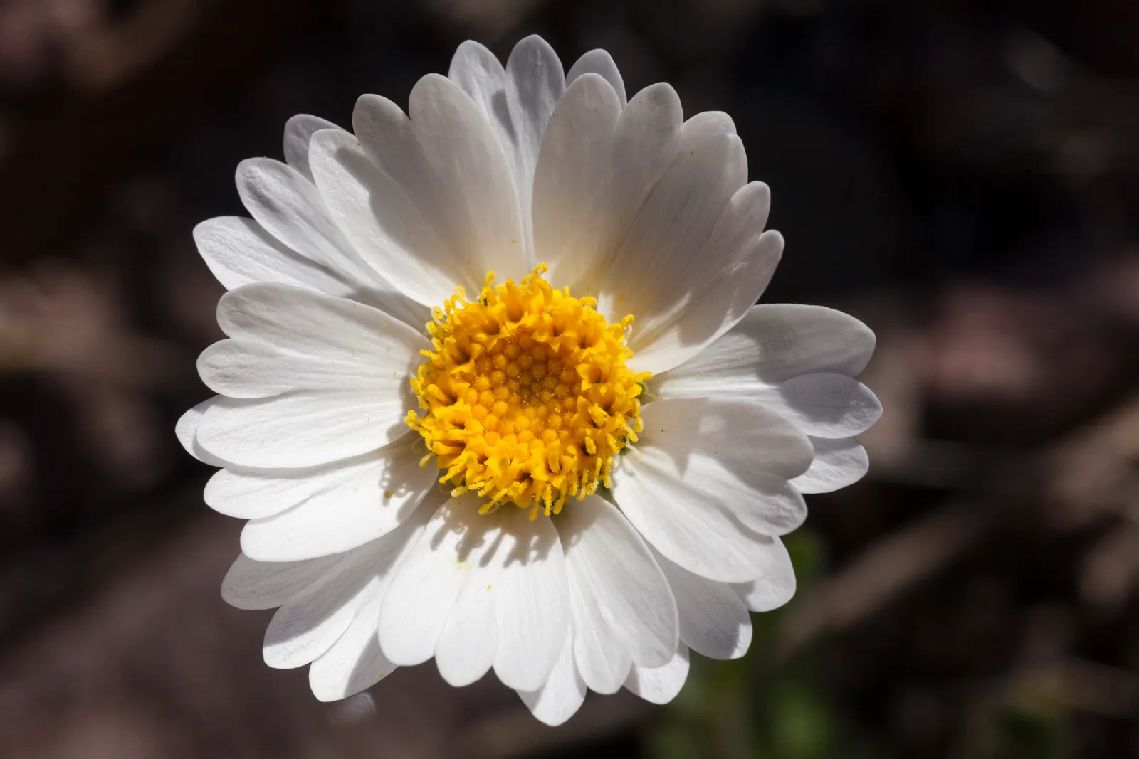 Tidytips (Layia Platyglossa) — while the main attraction is the daisy-like flower