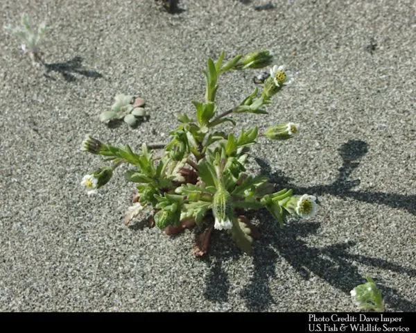 Tidytips (Layia Platyglossa) — are a charming addition to any landscape; yellow flowers in the garden, image 71