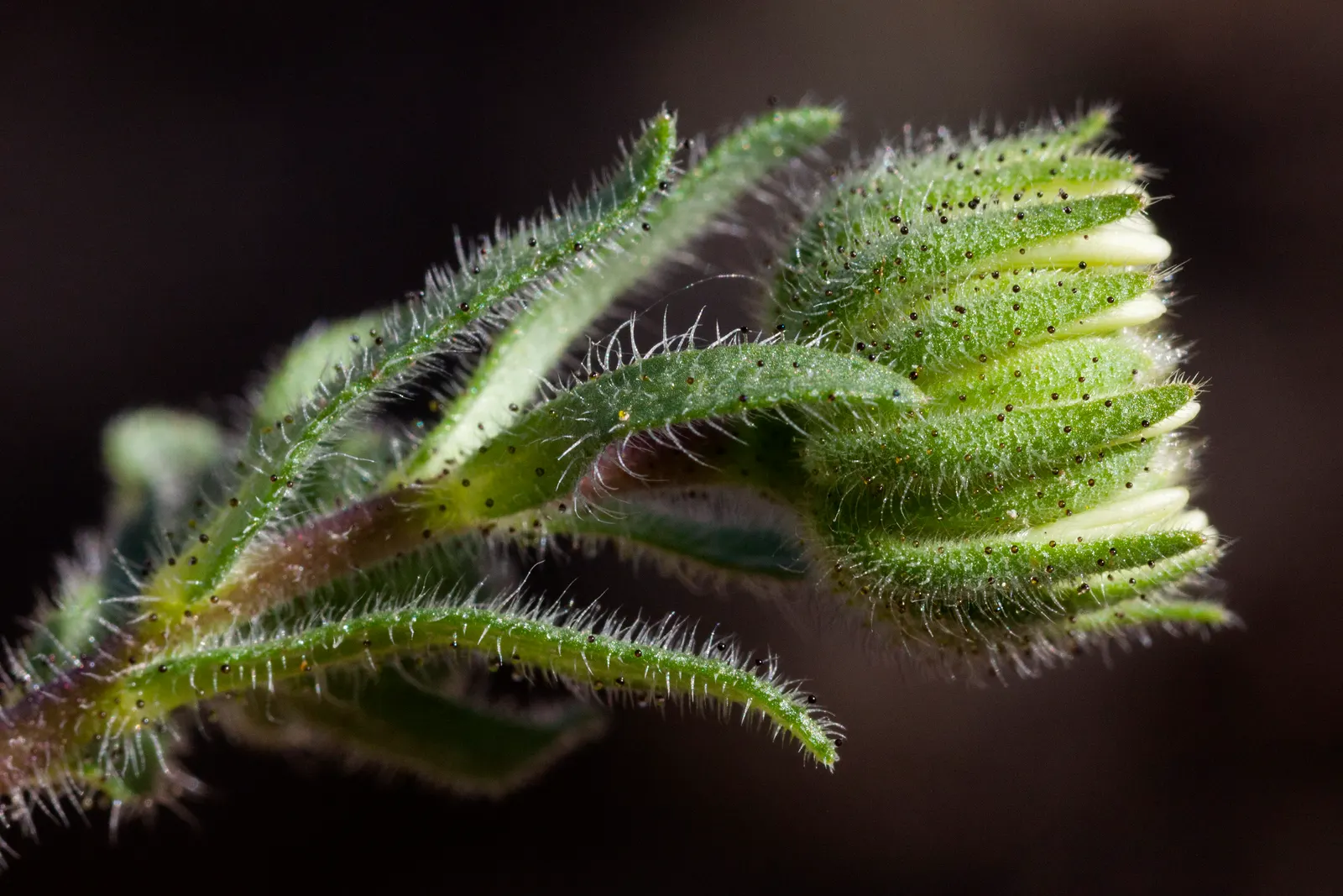 Tidytips (Layia Platyglossa) — Tidytips fit beautifully into a variety of landscape designs