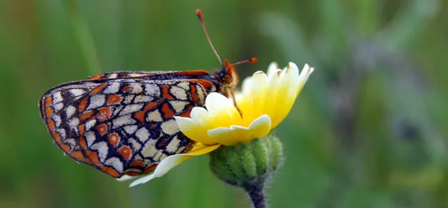 Tidytips (Layia Platyglossa) — typically with a bright yellow tip