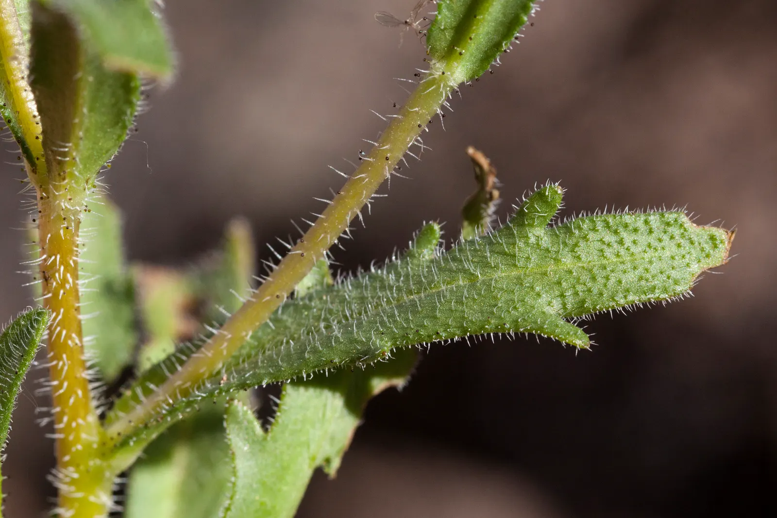 Tidytips (Layia Platyglossa) — showcasing bright yellow daisy-like flowers with distinct white tips; these annual wildflowers are characterized by their sunny