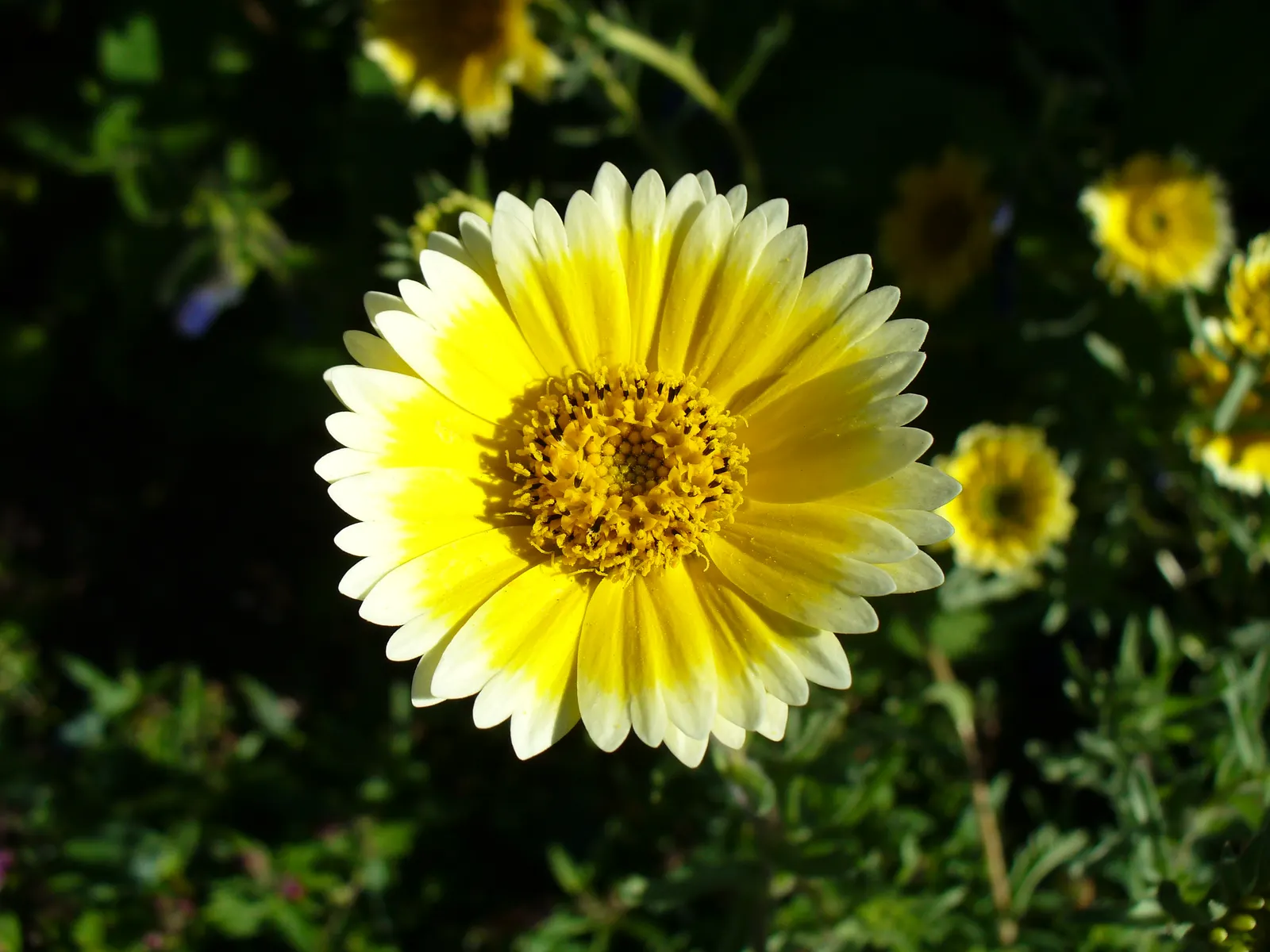 Tidytips (Layia Platyglossa) — including sandy and loamy conditions; though they are tolerant of various soil types, image 83