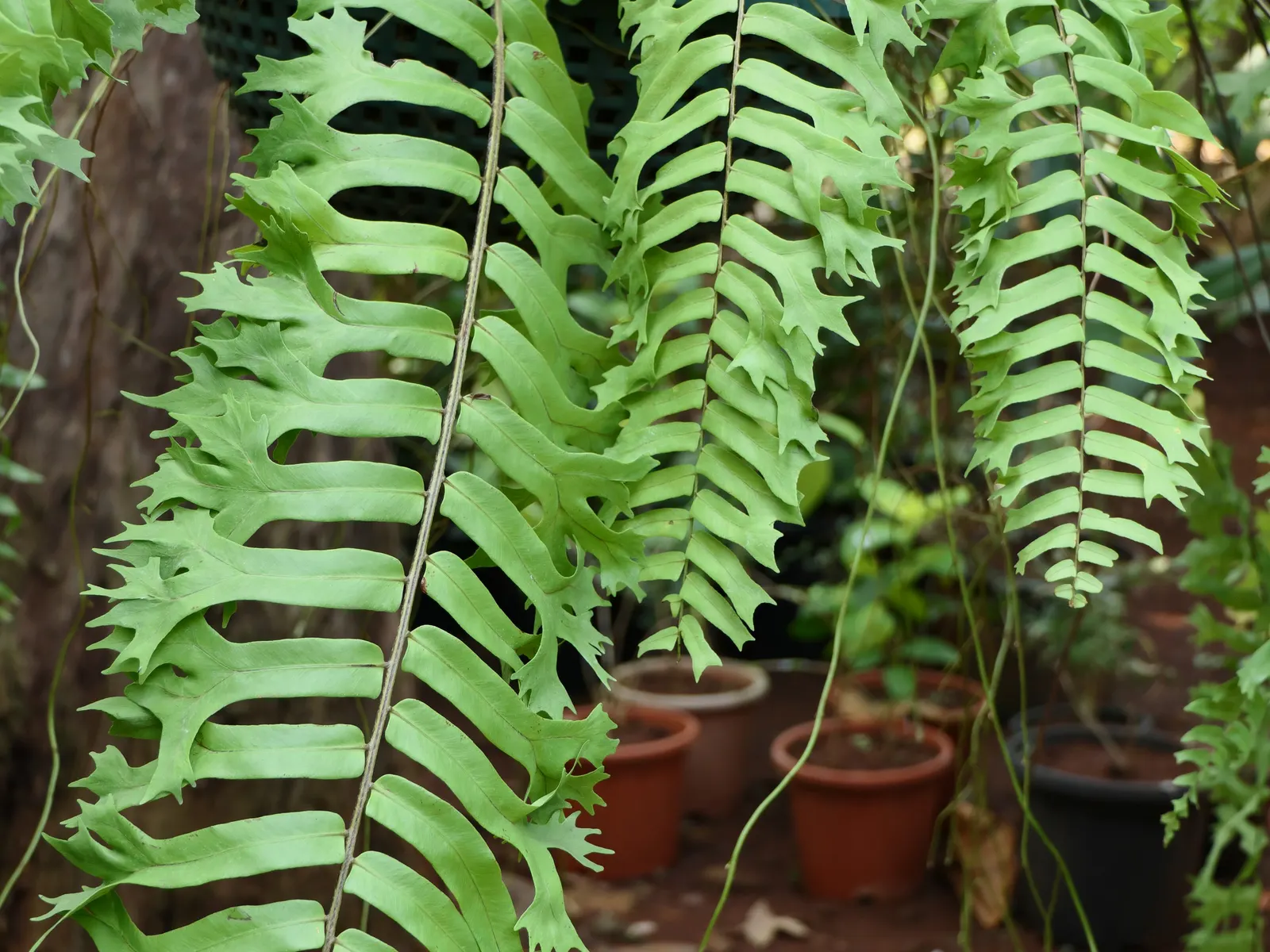 Tropical Sword Fern (Nephrolepis Exaltata) — particularly for its lush and arching fronds that can add a touch of elegance to any garden setting; well-drained