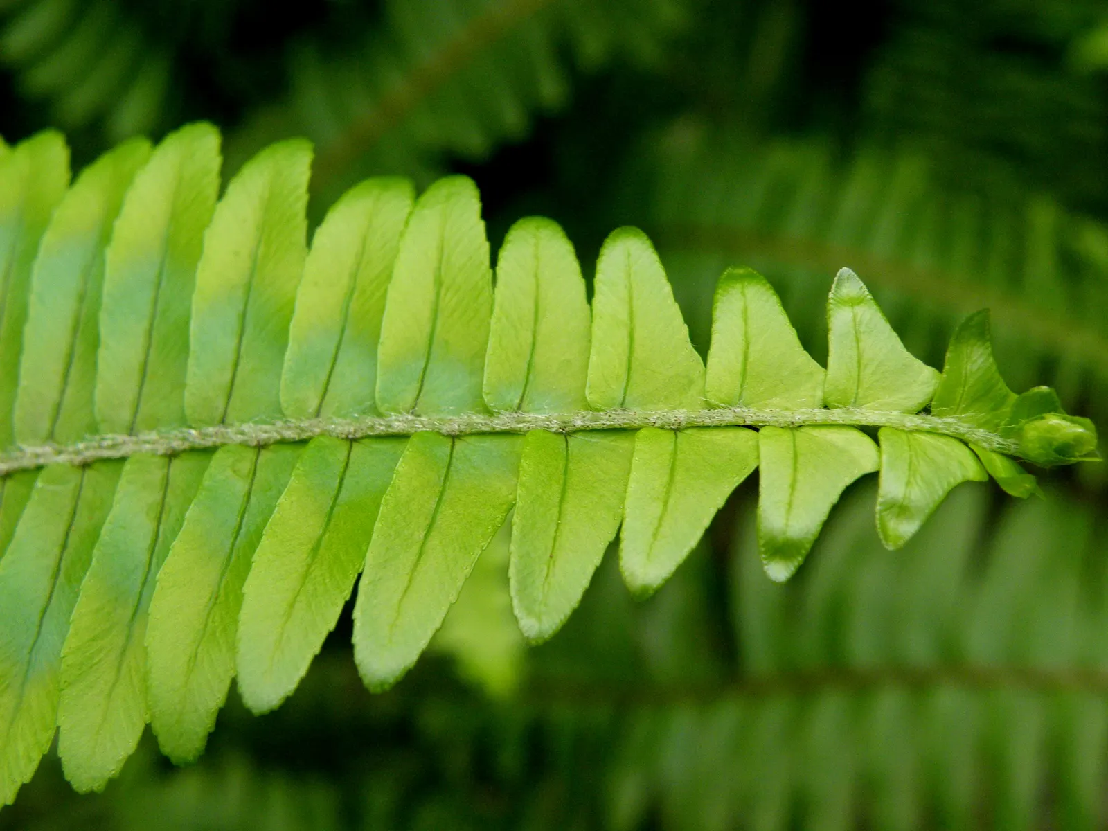 Tropical Sword Fern (Nephrolepis Exaltata) — Its adaptability makes it suitable for container plantings; creating a serene and tropical atmosphere within any