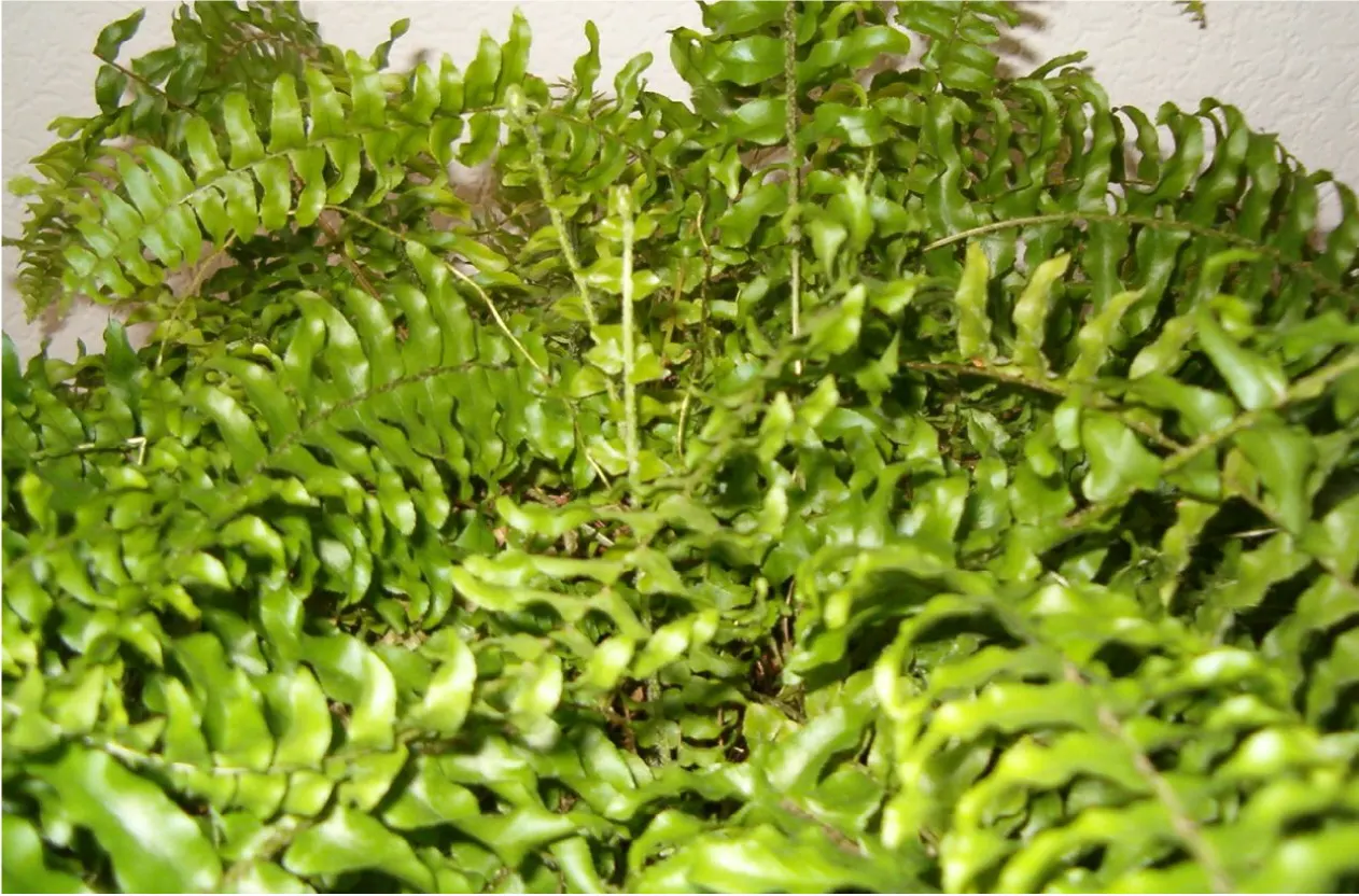 Tropical Sword Fern (Nephrolepis Exaltata) — The Tropical Sword Fern (Nephrolepis exaltata); regular watering enhances its vibrant green foliage, image 54