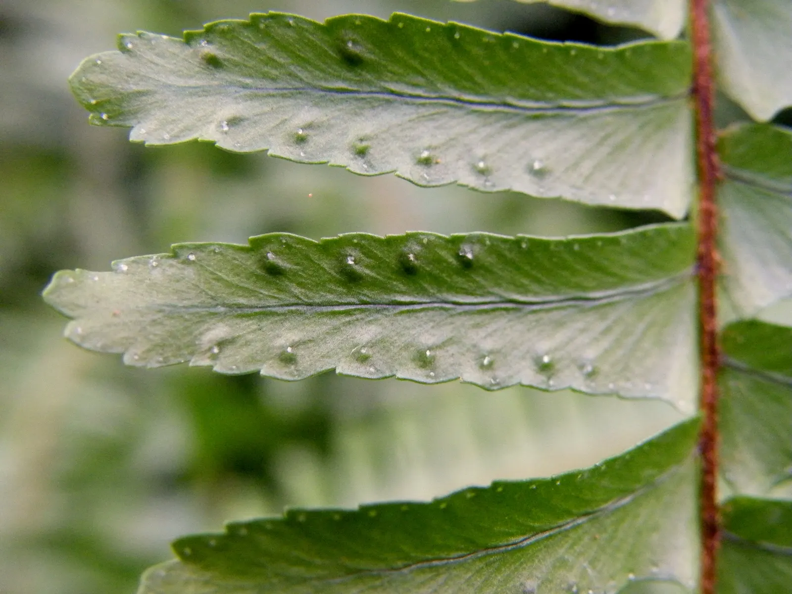 Tropical Sword Fern (Nephrolepis Exaltata) — The Tropical Sword Fern (Nephrolepis exaltata)