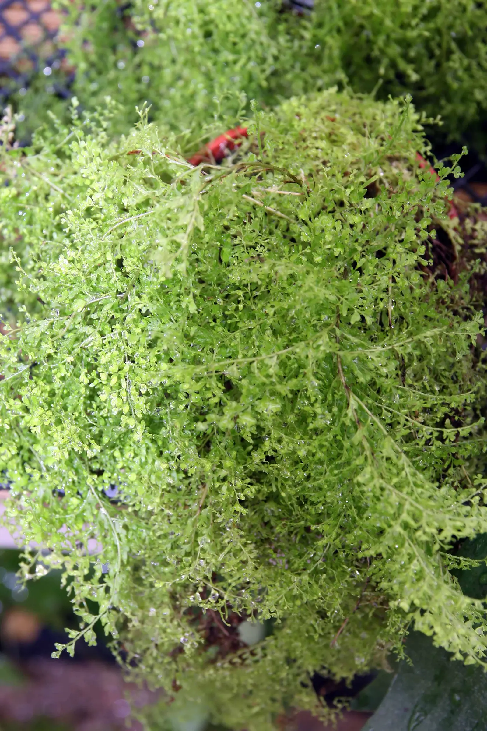 Tropical Sword Fern (Nephrolepis Exaltata) — This fern is native to tropical regions but has adapted to a variety of climates, image 58
