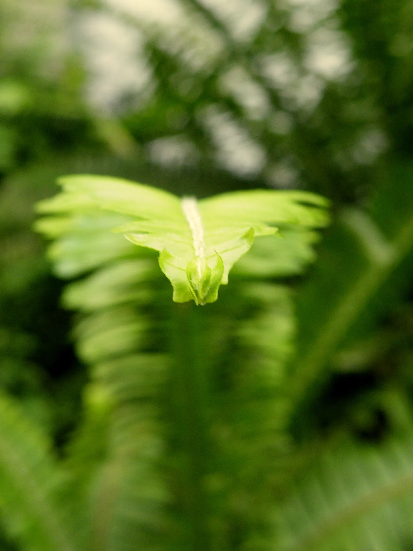 Tropical Sword Fern (Nephrolepis Exaltata) — Regular watering enhances its vibrant green foliage