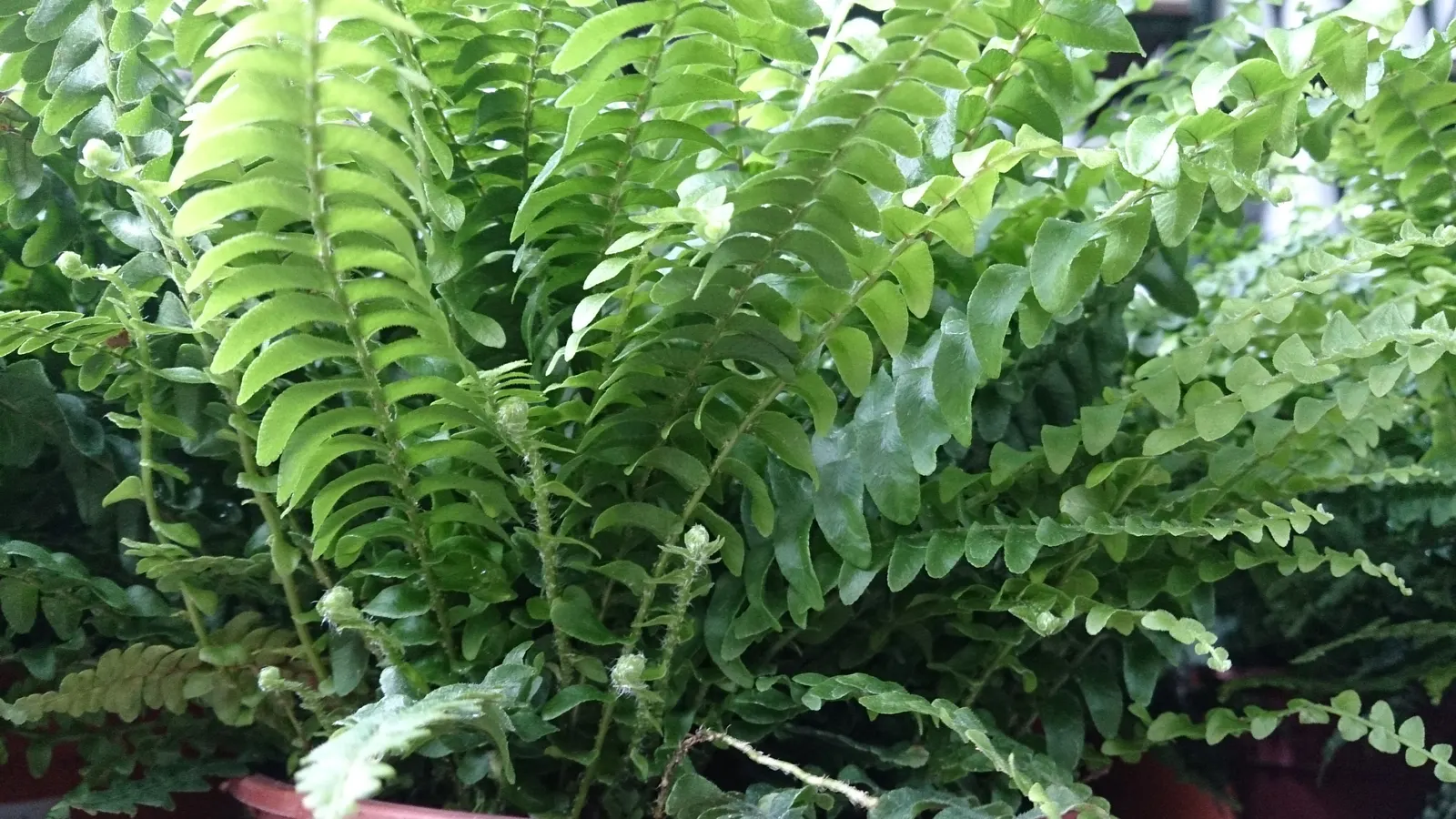 Tropical Sword Fern (Nephrolepis Exaltata) — fern for full or half or shade; its adaptability makes it suitable for container plantings