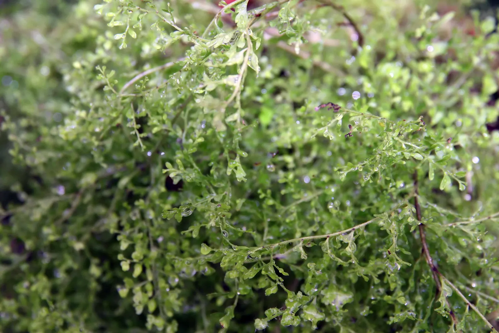 Tropical Sword Fern (Nephrolepis Exaltata) — This fern is native to tropical regions but has adapted to a variety of climates, image 81