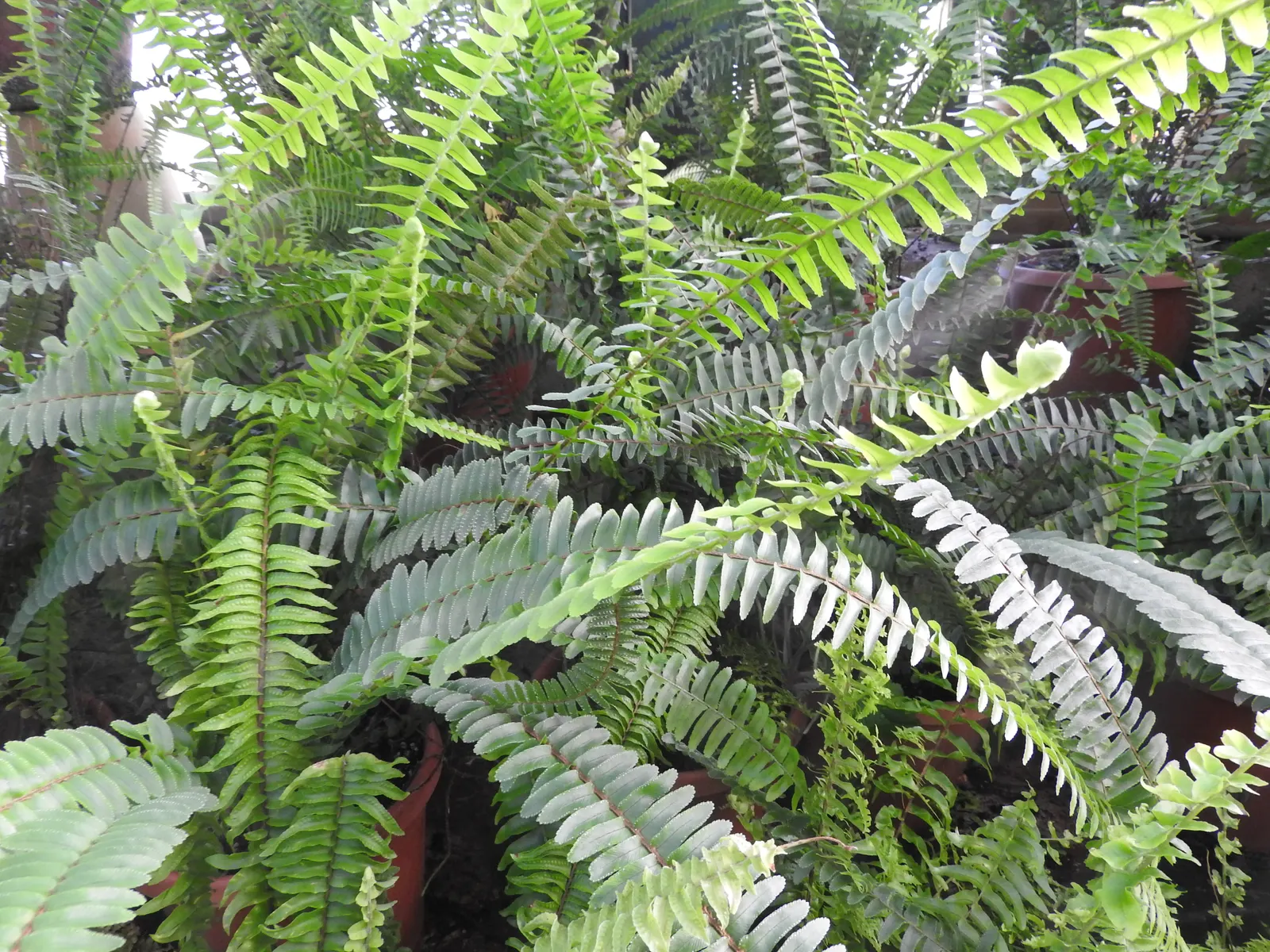 Tropical Sword Fern (Nephrolepis Exaltata) — commonly known as the Boston Fern; which can grow to about 3 to 4 feet long, image 78