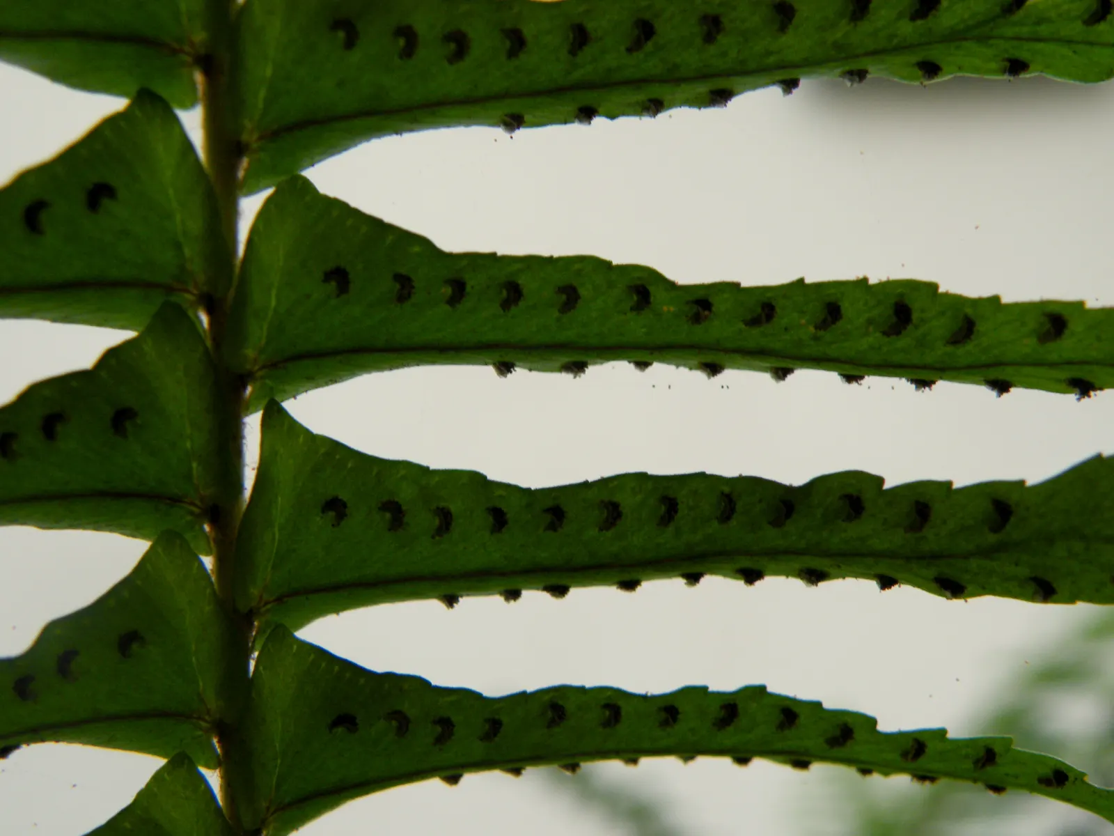 Tropical Sword Fern (Nephrolepis Exaltata) — this fern thrives in moist; is an evergreen perennial fern reaching 3-4 feet in height/width, image 50