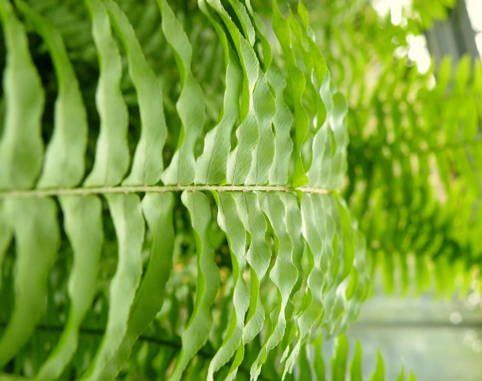 Tropical Sword Fern (Nephrolepis Exaltata) — is evenly spaced along the rachis (the central stem of the frond); is an evergreen perennial that, image 84