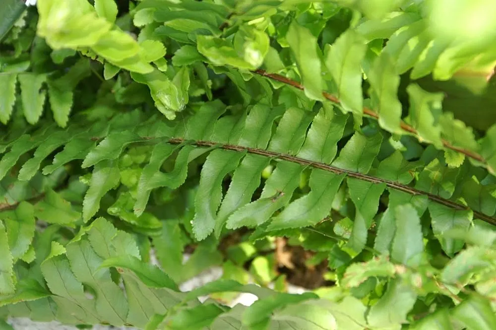 Tropical Sword Fern (Nephrolepis Exaltata) — is an evergreen perennial fern reaching 3-4 feet in height/width; particularly for its lush and, image 94