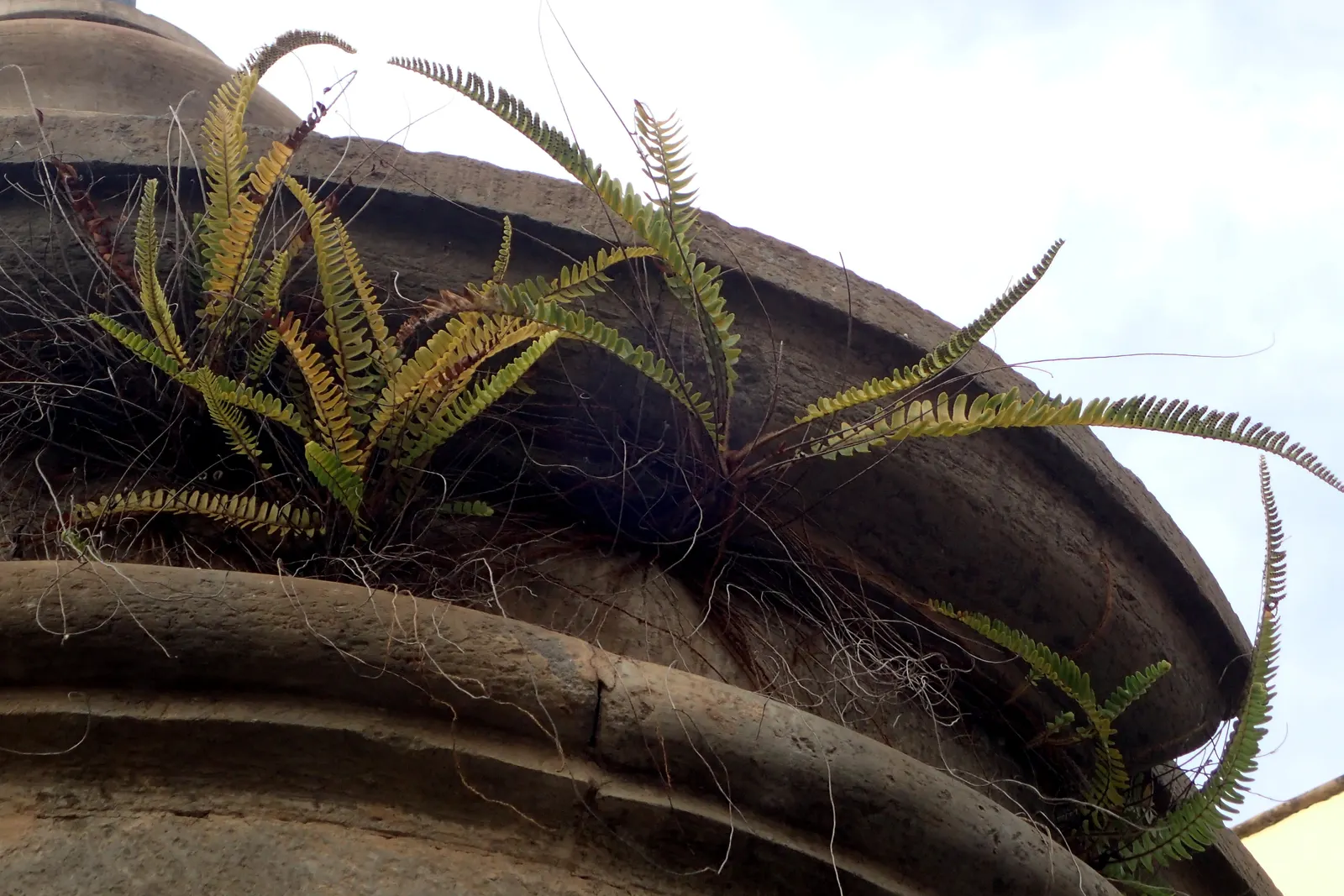 Tropical Sword Fern (Nephrolepis Exaltata) — Regular watering enhances its vibrant green foliage; fern for full or half or shade