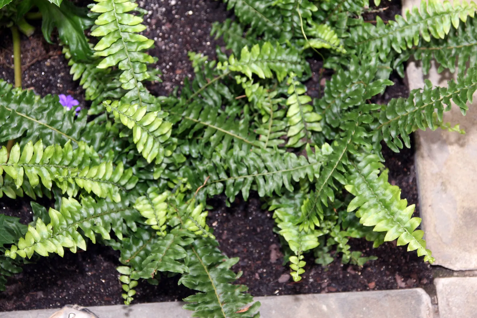 Tropical Sword Fern (Nephrolepis Exaltata) — this fern thrives in moist; is an evergreen perennial fern reaching 3-4 feet in height/width, image 73