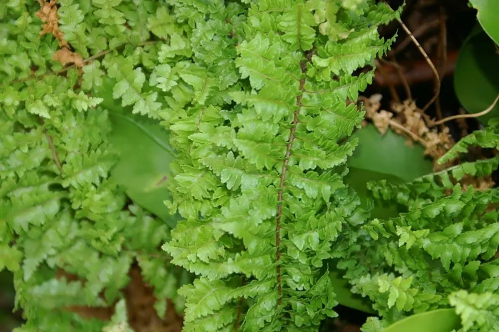 Tropical Sword Fern (Nephrolepis Exaltata) — fern for full or half or shade; its adaptability makes it suitable for container plantings, image 69